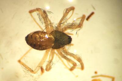 Tenuiphantes tenuis