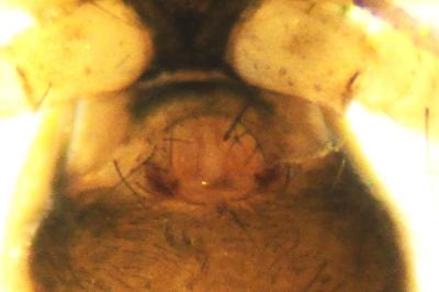 Tenuiphantes tenuis