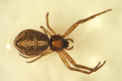 Tmarus piger