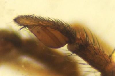 Micaria albovittata