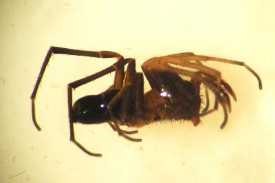 Micaria albovittata