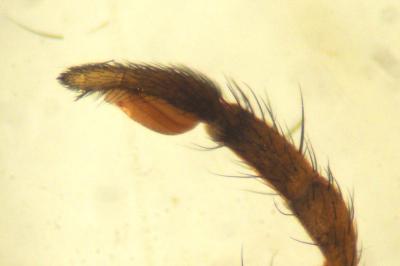 Micaria albovittata