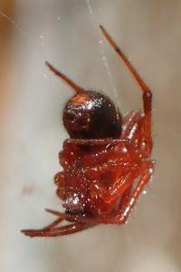 Pelecopsis bucephala