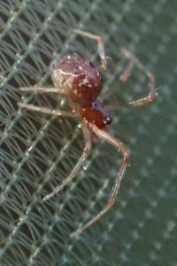 Theridiidae