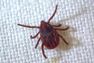 Dermacentor reticulatus