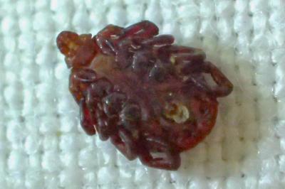 Dermacentor reticulatus