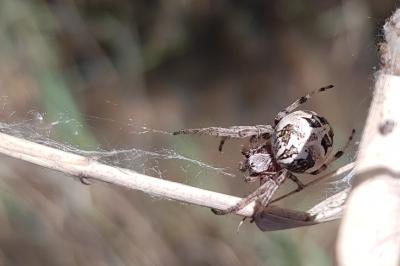 Larinioides cornutus