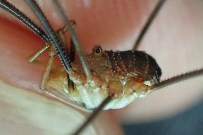 Phalangium opilio
