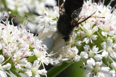 Misumena vatia