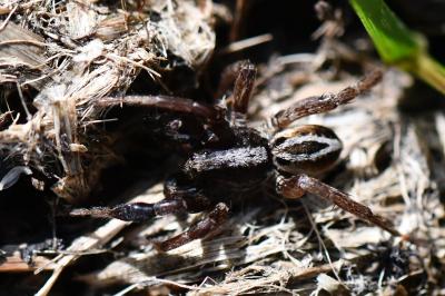 Alopecosa cuneata