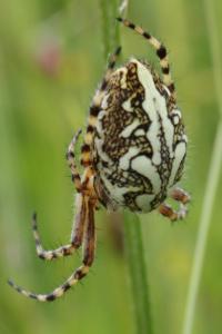 Aculepeira ceropegia