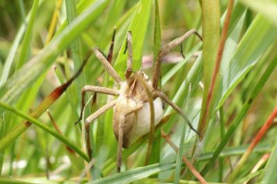 Pisaura mirabilis