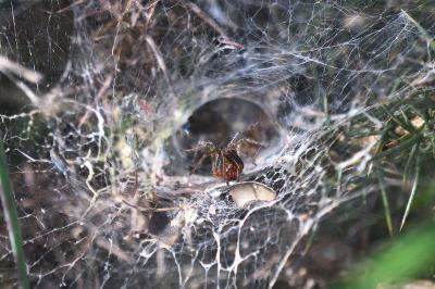 Agelena labyrinthica