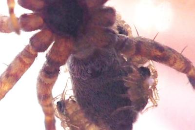 Arctosa
