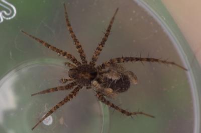 Arctosa