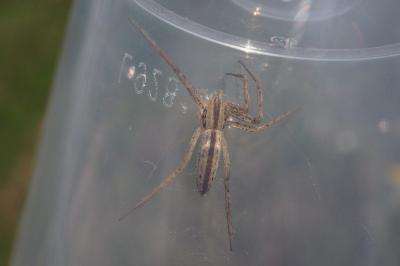 Tibellus oblongus