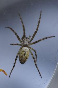 Argiope bruennichi
