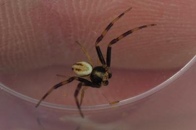 Misumena vatia