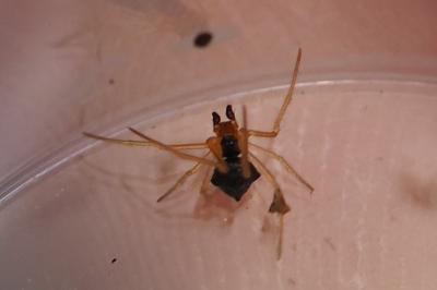 Theridula gonygaster