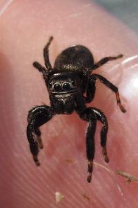 Evarcha arcuata