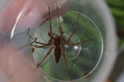 Pisaura mirabilis