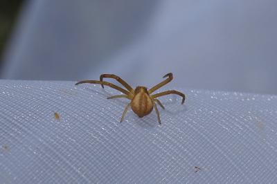 Runcinia grammica