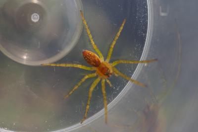 Dolomedes