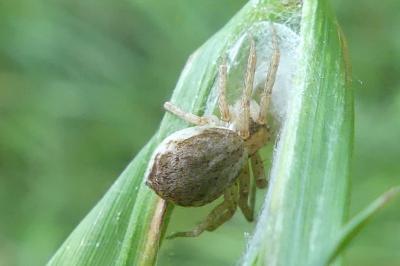 Philodromus