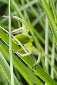 Micrommata virescens