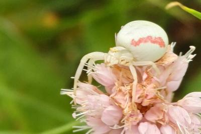 Misumena vatia
