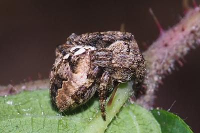 Araneus angulatus