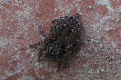 Attulus pubescens