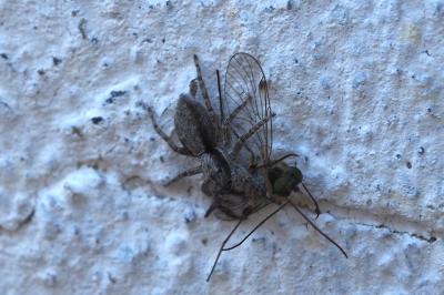 Menemerus taeniatus