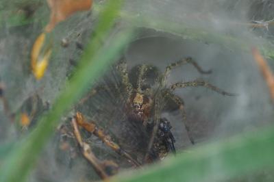 Agelena labyrinthica
