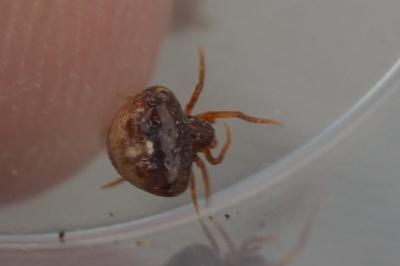 Cyrtarachne ixoides
