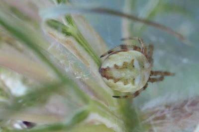Larinioides sclopetarius