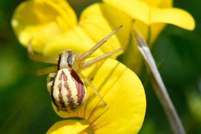 Runcinia grammica