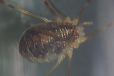 Opilio canestrinii