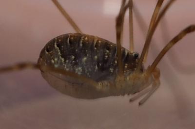 Opilio canestrinii