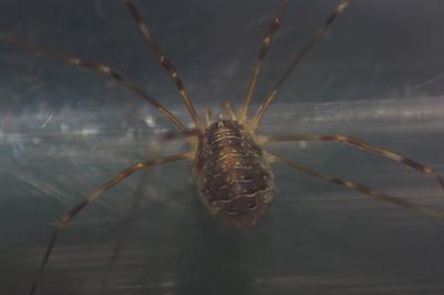 Opilio canestrinii