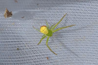 Ebrechtella tricuspidata