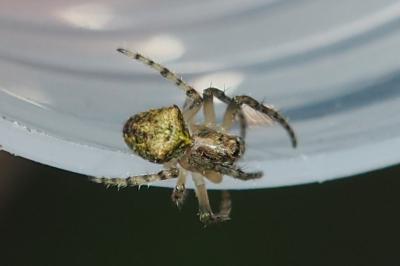 Gibbaranea gibbosa