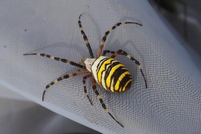 Argiope bruennichi