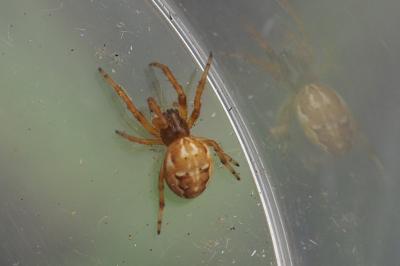 Larinioides cornutus