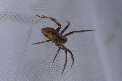 Pisaura mirabilis