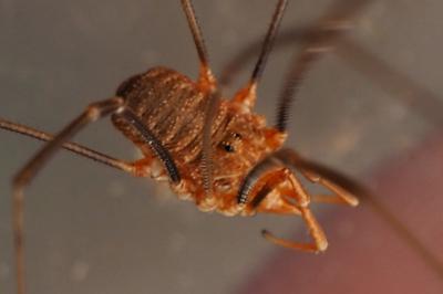 Phalangium opilio
