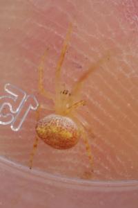 Araneus triguttatus / Araneus sturmi