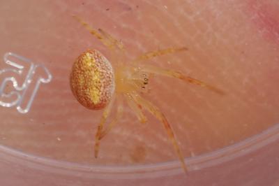 Araneus triguttatus / Araneus sturmi
