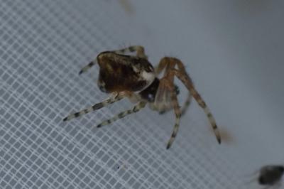 Cyclosa conica / Cyclosa algerica