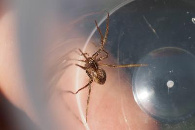 Pisaura mirabilis
